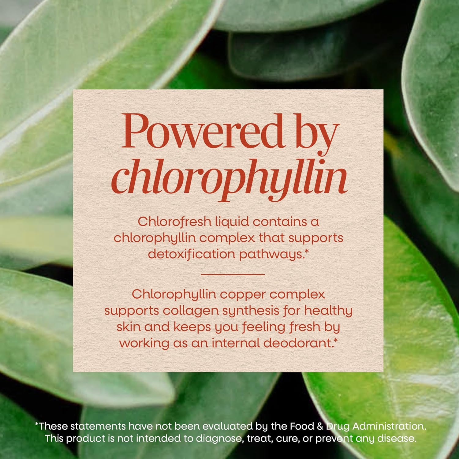 Nature's Way Chlorofresh Liquid Chlorophyll, Chlorophyllin Copper Complex, Internal Deodorant Supplement, Supports Healthy Skin and Detox Pathways*