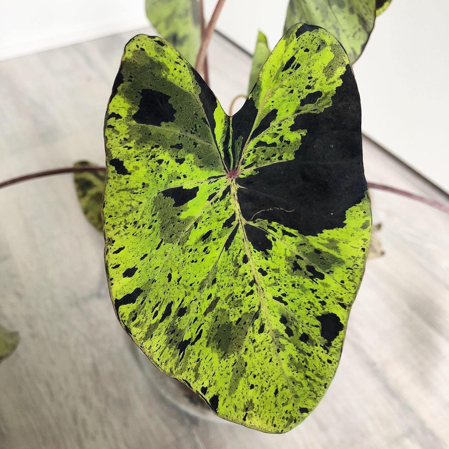 ‘Black Magic’ Taro, a Great Live Pond Plant for Your Water Garden. Filters The koi and Goldfish Pond. Good for Bogs