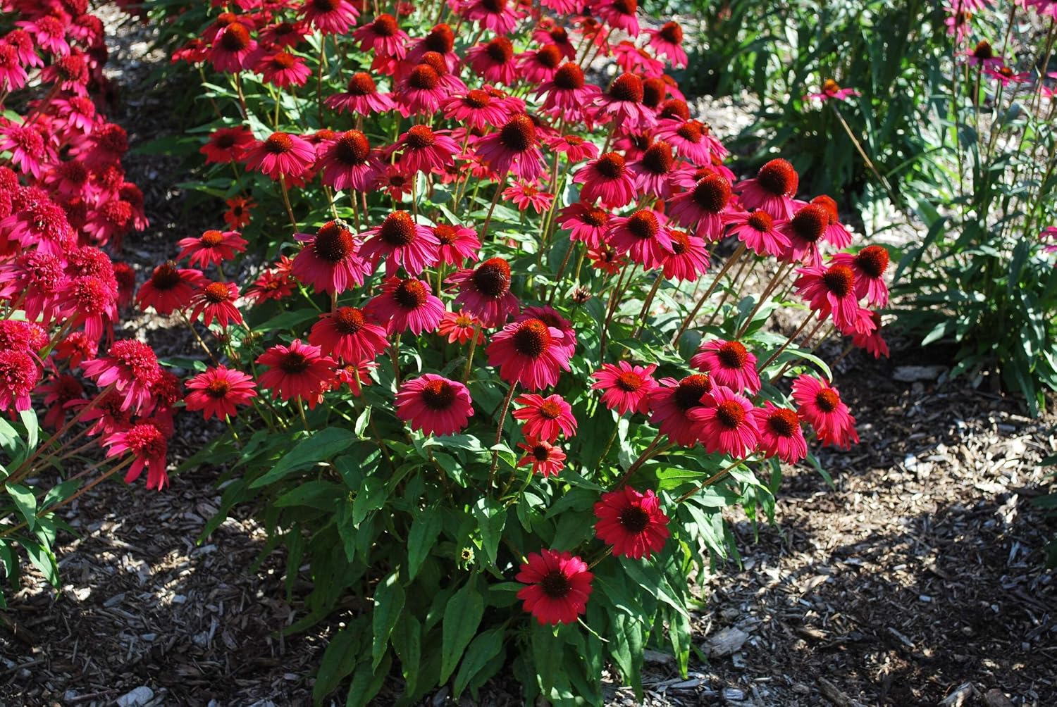Echinacea purpurea ‘Cheyenne Spirit’ (Coneflower) Live Perennial, Size-#1 Container, Mixed Color Summer Flowers, USDA Zones 4-8