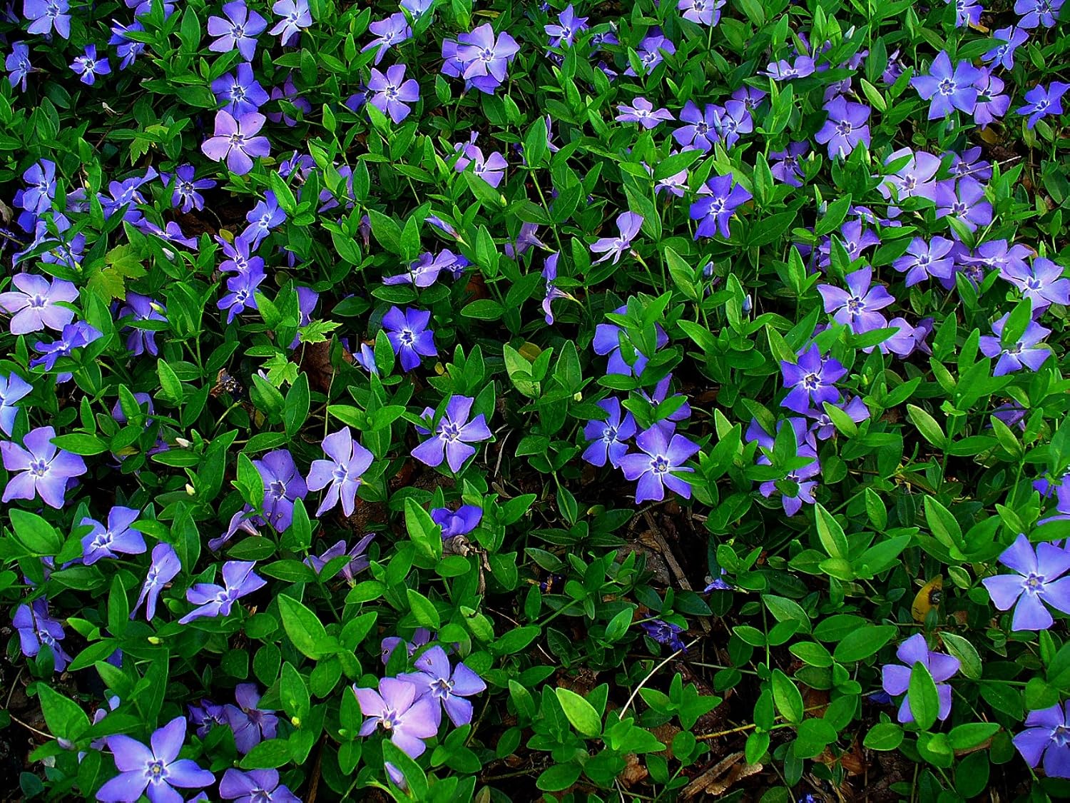 Live Ground-Cover Plants - Pachysandra Terminalis + Japanese Spurge - [Qty: 25 Bare Roots] - (Click for Other Available Plants/Quantities)