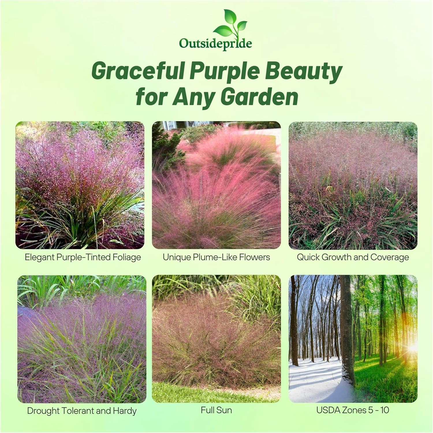 Outsidepride 500 Seeds Perennial Eragrostis Spectabilis Ornamental Love Grass Seed for Planting
