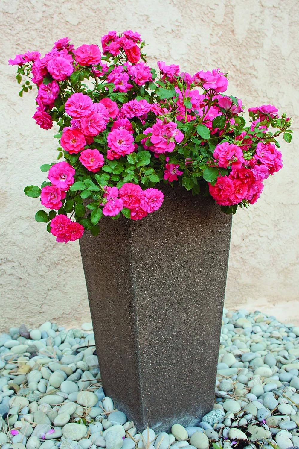Drift Roses - Rosa Peach Drift (Rose) Rose, double peach flowers, #2 - Size Container