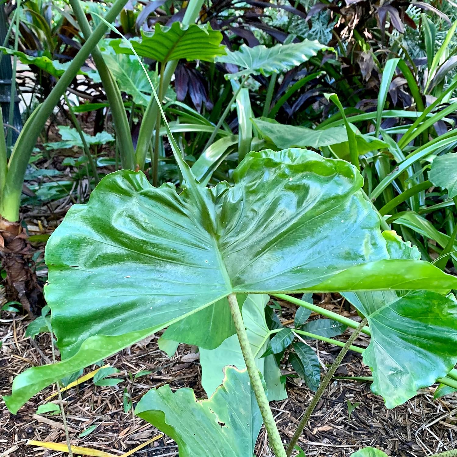 Stingray Elephant Ear Live Plant - Alocasia stringray by Wellspring Gardens - Alocasia - Unique Foliage - Versatile Plant - Tropical Plant
