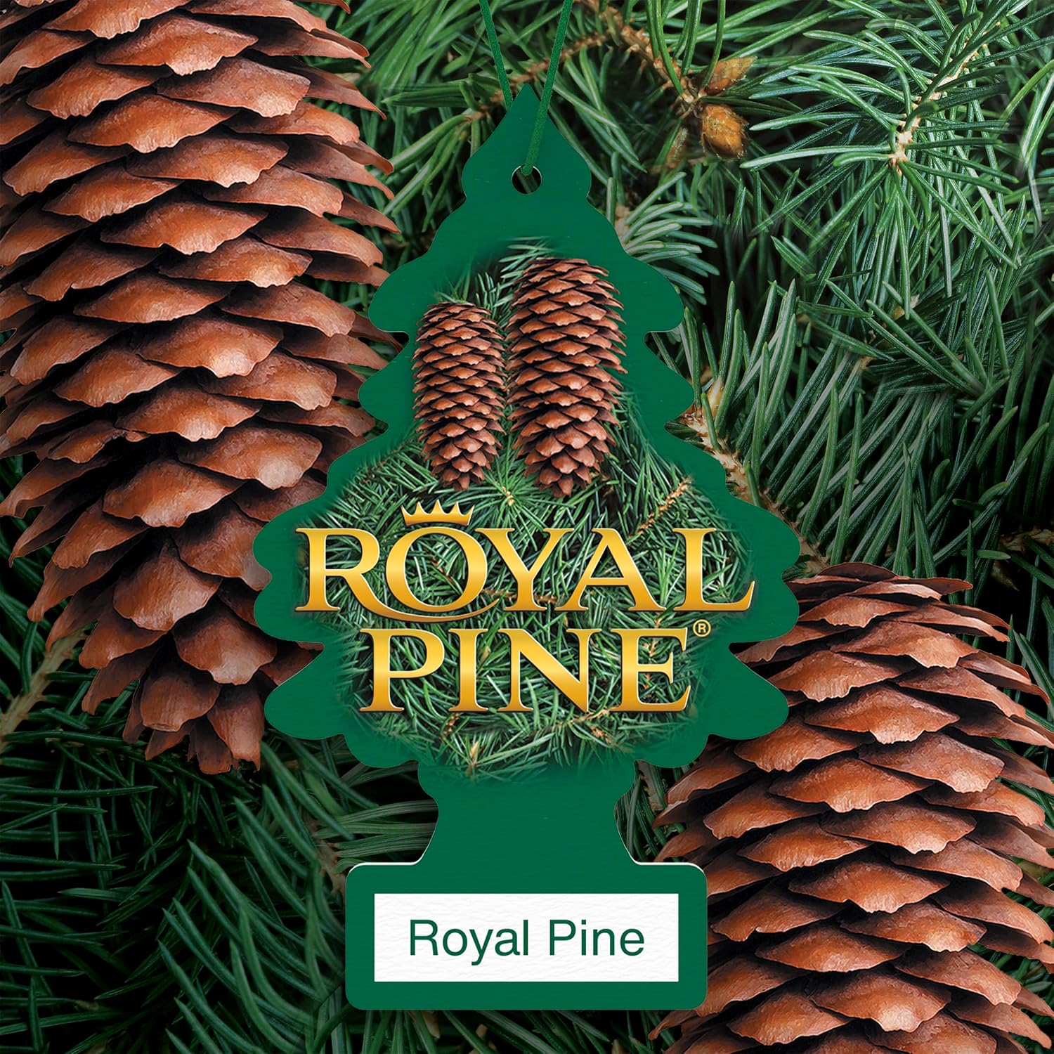 LITTLE TREES Car Air Freshener | Hanging Tree Provides Long Lasting Scent for Auto and Home | Royal Pine, 24 Air Fresheners