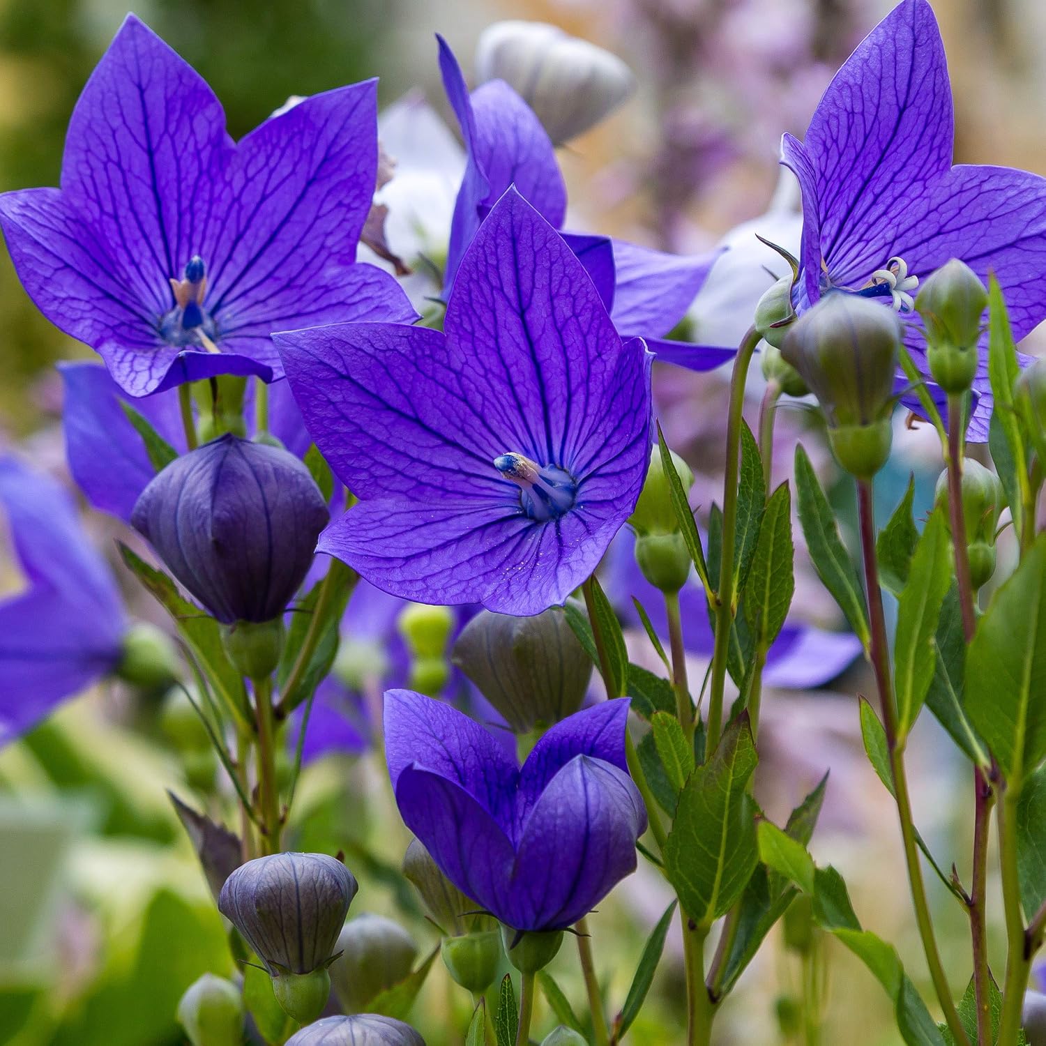 Outsidepride Blue Balloon Flower Seeds for Planting – 1000 Pcs Perennial, Drought-Tolerant, Easy to Grow, Low Maintenance, Pollinator-Friendly, Star-Shaped Blooms for Outdoor Gardens and Borders