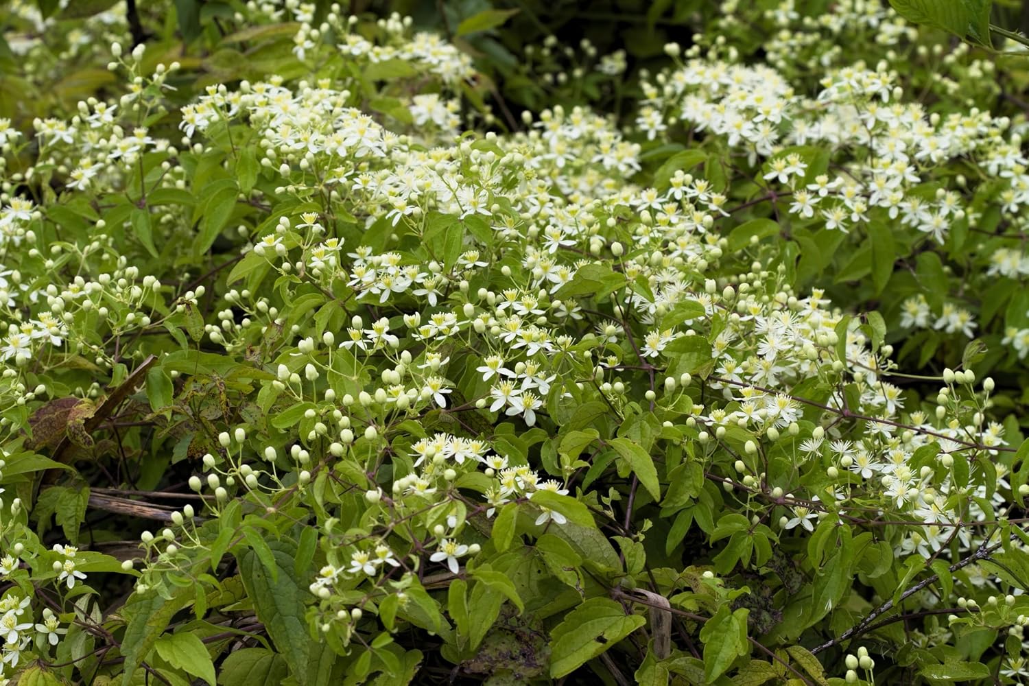 20 White Clematis Virginiana/Virgins Bower Flower Vine Seeds | Virgins Bower, Love Vine
