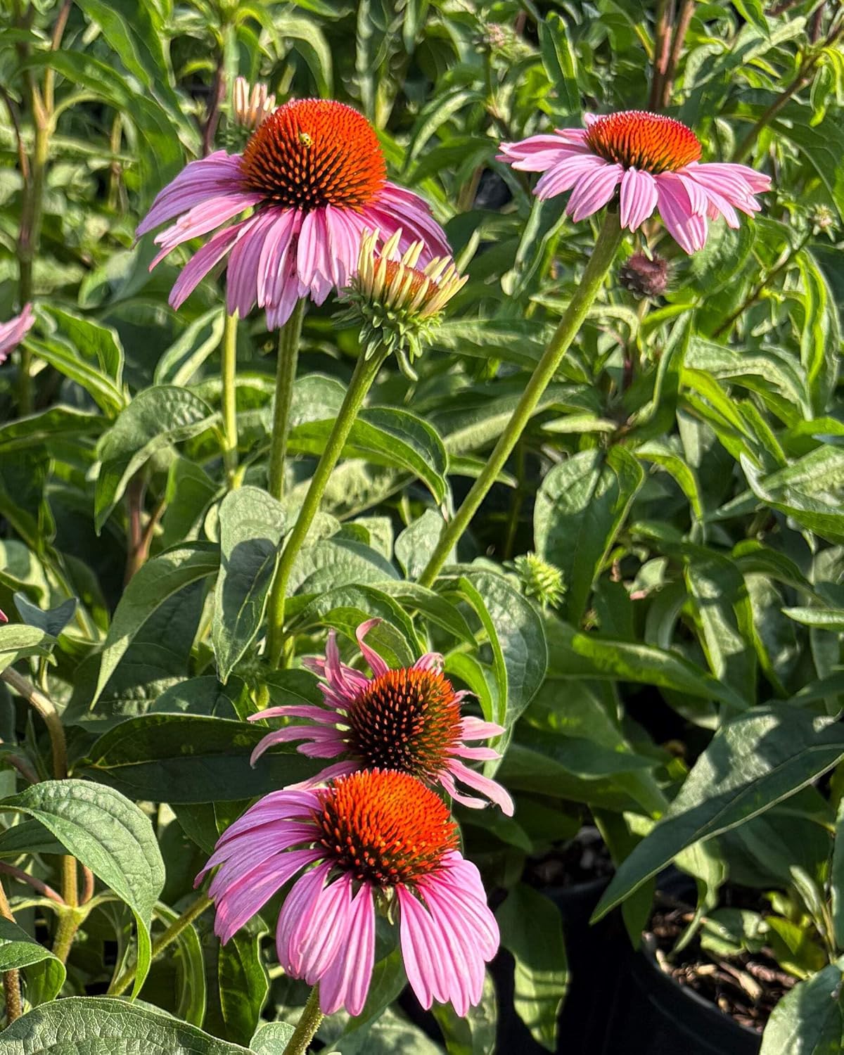 Echinacea purpurea ‘Cheyenne Spirit’ (Coneflower) Live Perennial, Size-#1 Container, Mixed Color Summer Flowers, USDA Zones 4-8