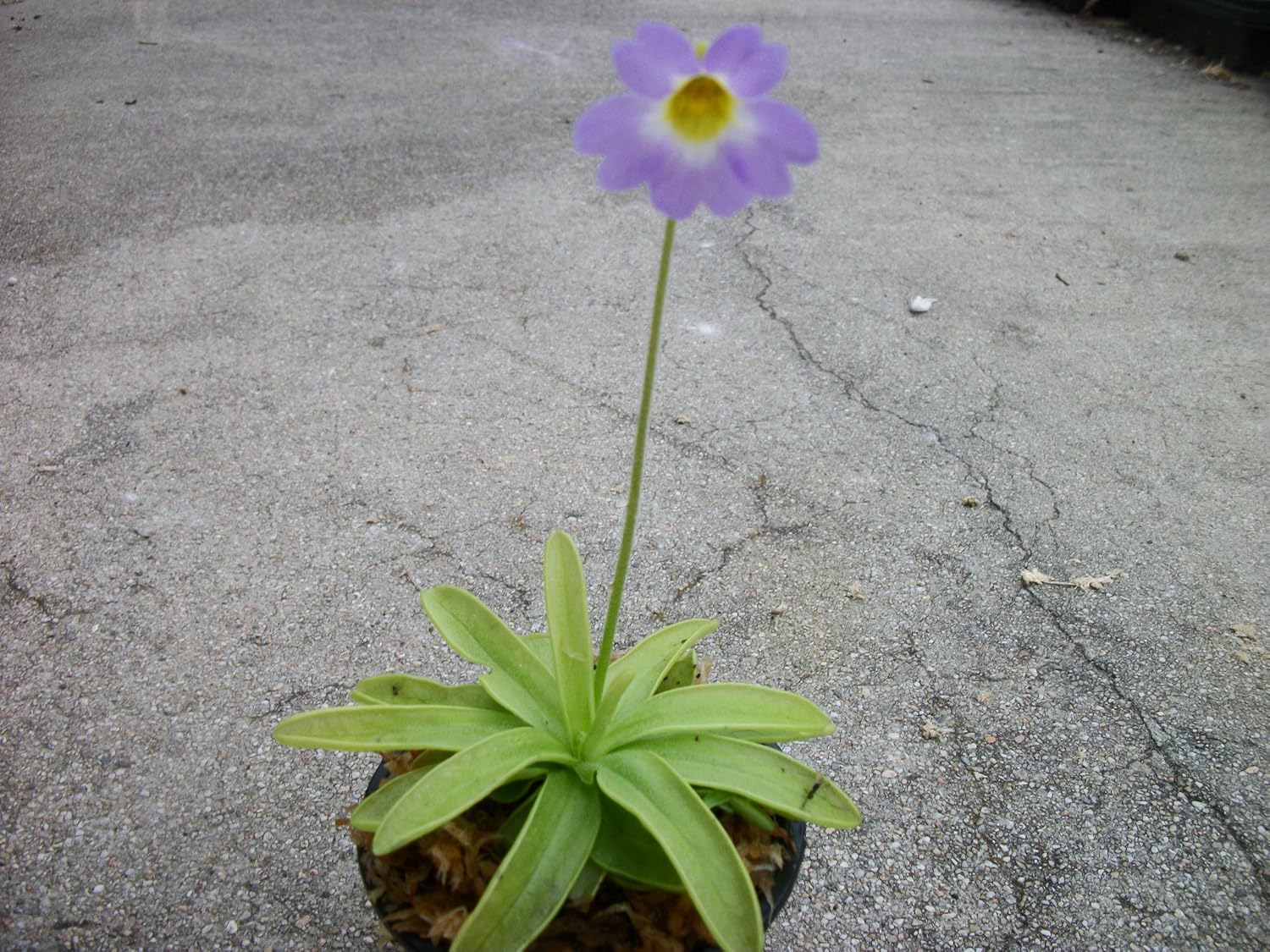 Carnivorous Primrose Butterwort (Pinguicula Primuliflora) Plant 3 inch Pot