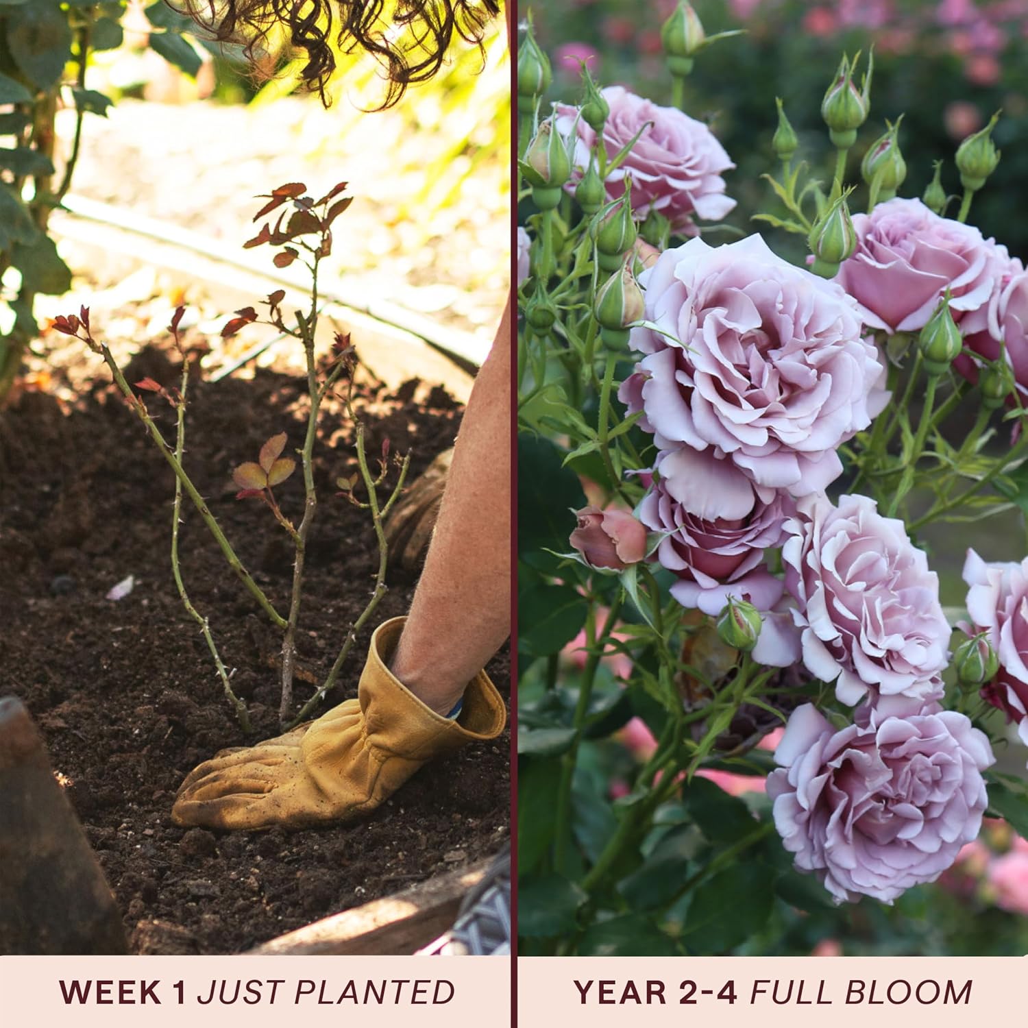 Heirloom Floribunda Roses, Live Own Root Plant, Koko Loko™ | Moderately Fragrant, Hardiness Zones: 6-10, Repeat Blooming,For Outdoor Gardens, Planters, and Pots