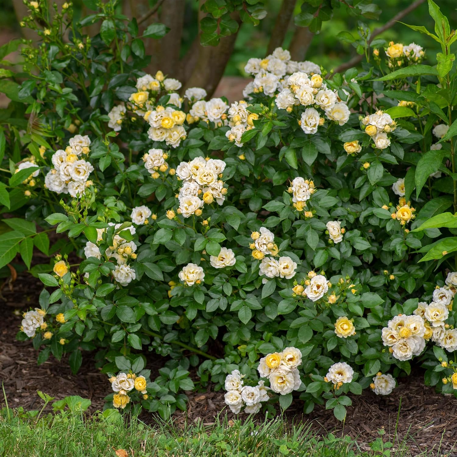 Drift 2 Gal. Popcorn Rose Shrub