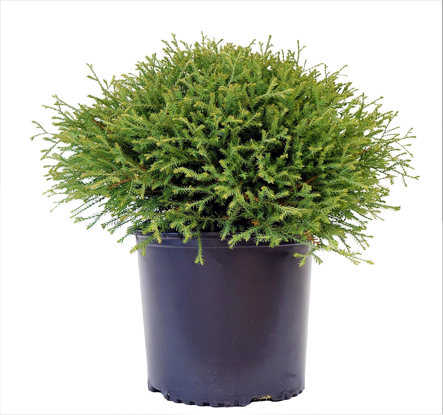 Live Plant Thuja-X Green Giant Evergreen Tree (Western Arborvitae), 3-Gallon Fully Potted Plant from Green Promise Farms