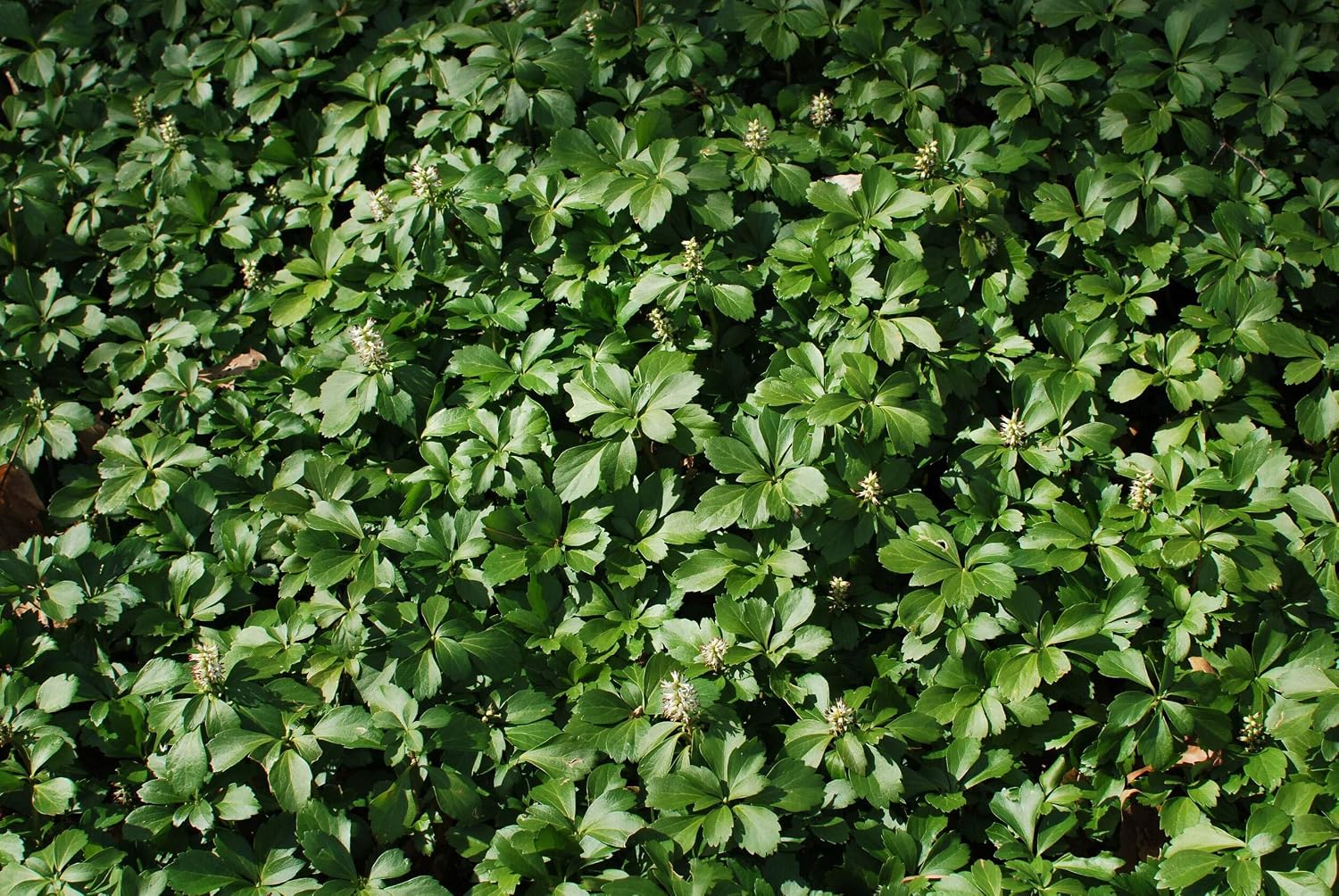 Pachysandra terminalis (Japanese Spurge) Perennial, Size-#1 Container, Leathery Green Leaves with White Flowers