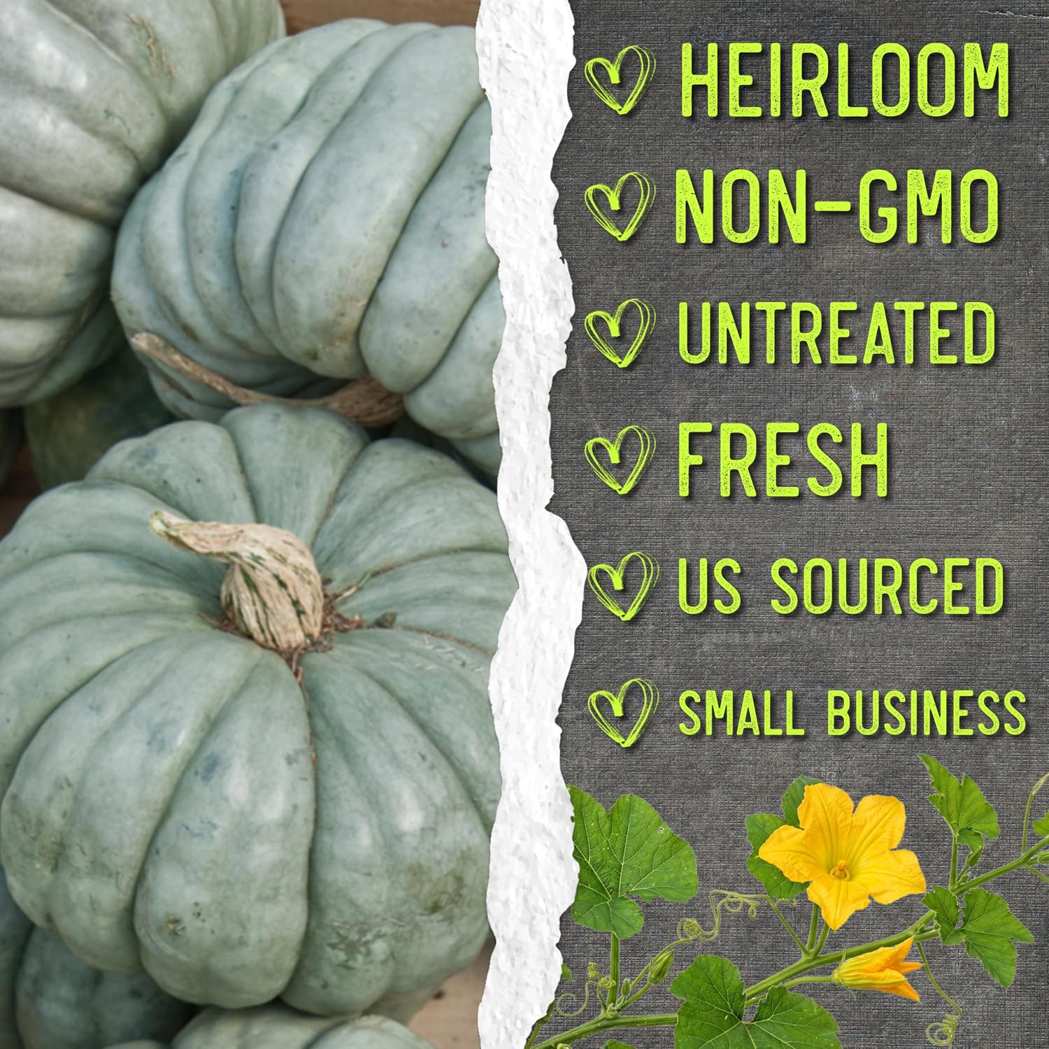 Seed Needs Pumpkin Seeds to Plant 100 Seeds Spooky Mix Non GMO Bulk Pack