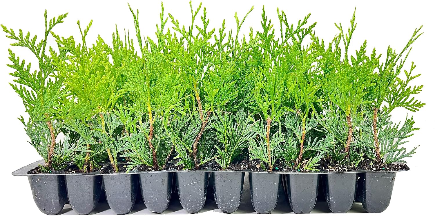 Thuja Arborvitae Green Giant Qty 30 Live Trees Evergreen Privacy