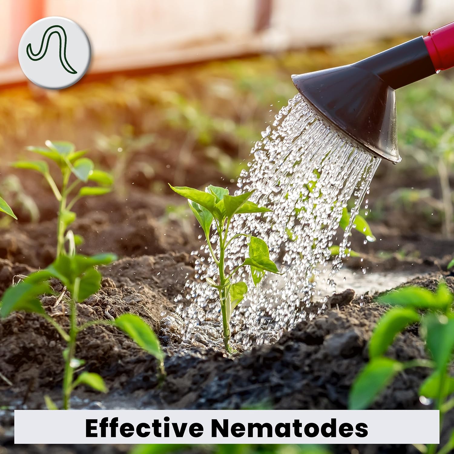 The Environmental Factor Nematodes Organic Insect Control Pot Popper, Controls Fungus Gnats, Root Aphids & Western Flower Thrips - 100% Pesticide free