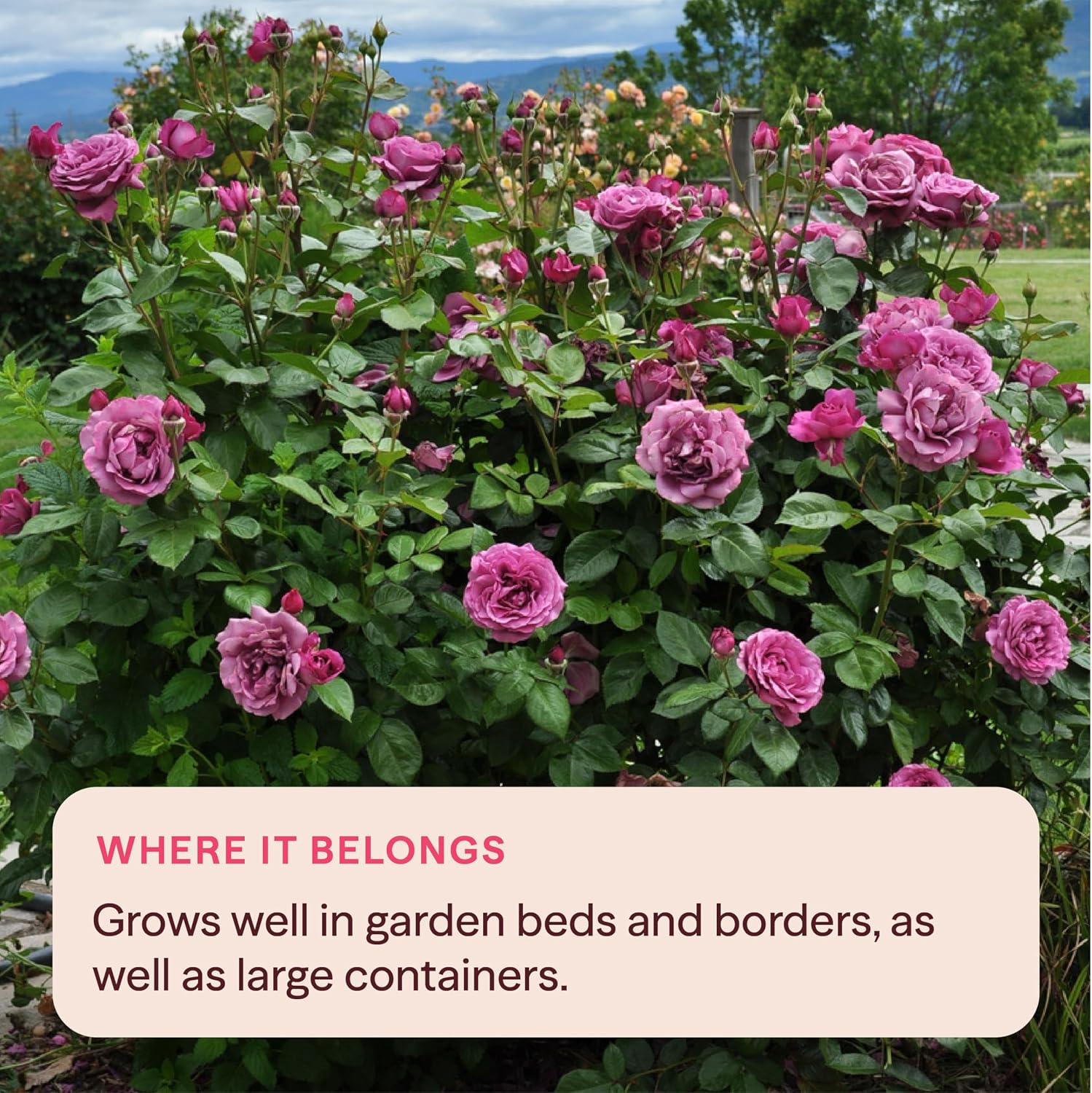 Heirloom Floribunda Roses, Live Own Root Plant, Koko Loko™ | Moderately Fragrant, Hardiness Zones: 6-10, Repeat Blooming,For Outdoor Gardens, Planters, and Pots