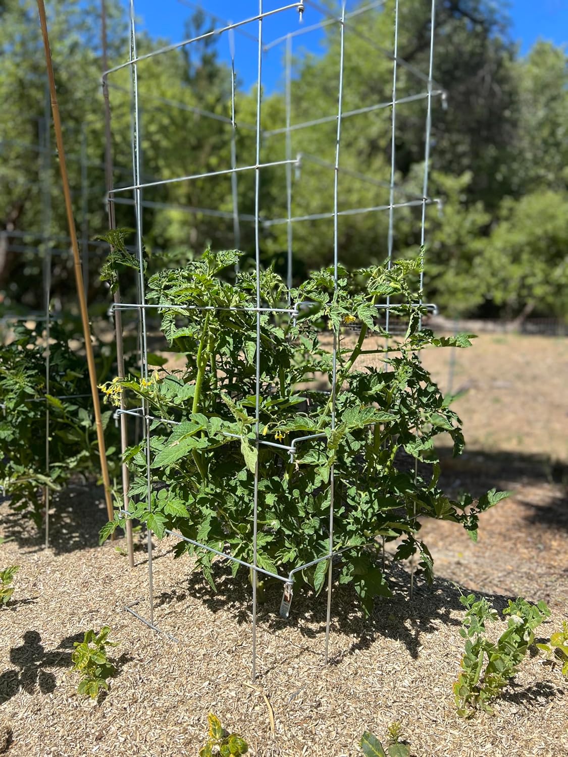 Happy Trees Large Heavy Duty Folding Tomato Cages, 3-Pack, Made in USA