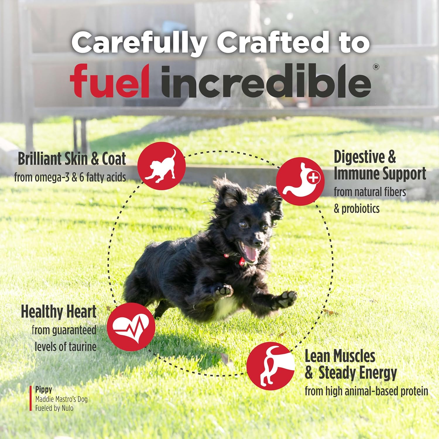 Nulo FreeStyle Small Breed Dog Food Dry - Salmon & Lentils, Puppy & Adult Grain Free Dog Food, Natural, High Protein