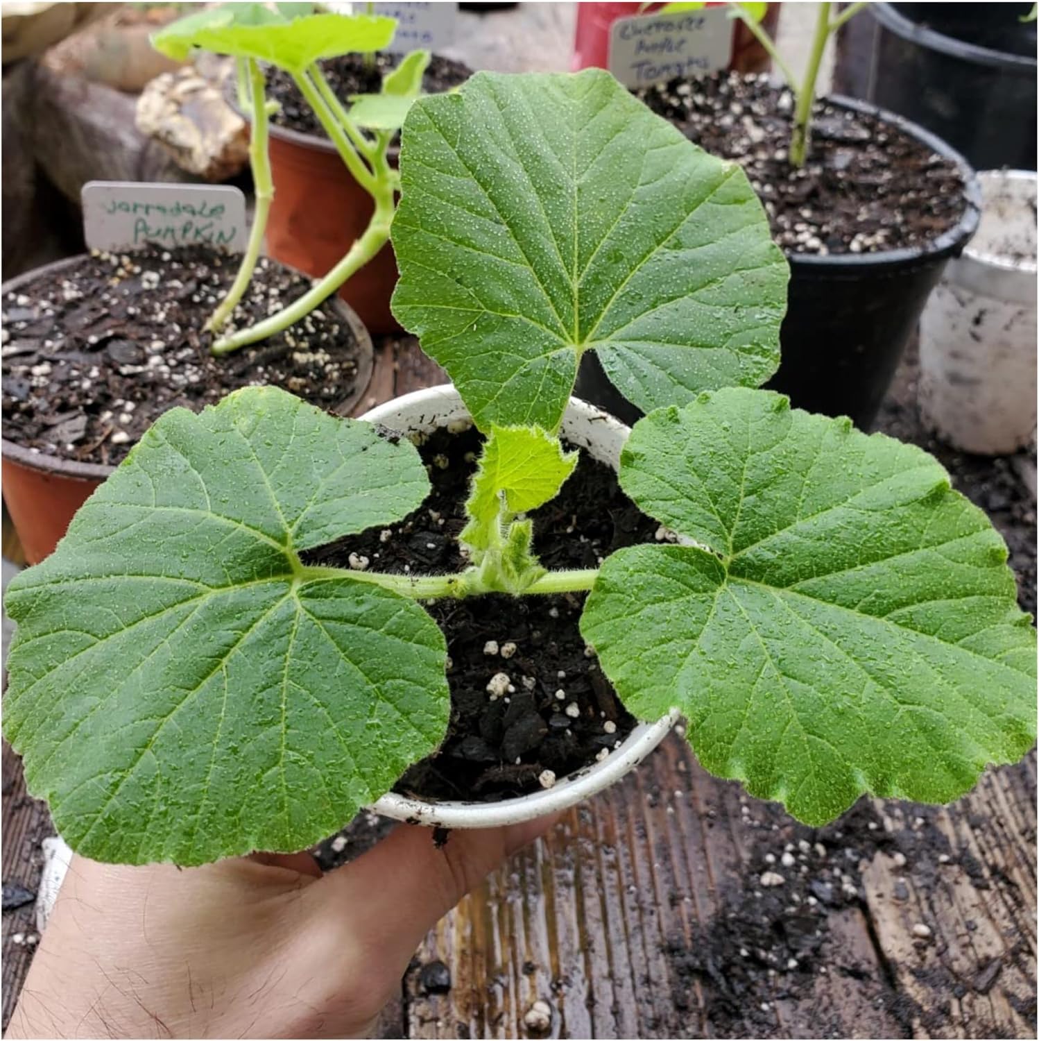 Seed Needs Pumpkin Seeds to Plant 100 Seeds Spooky Mix Non GMO Bulk Pack