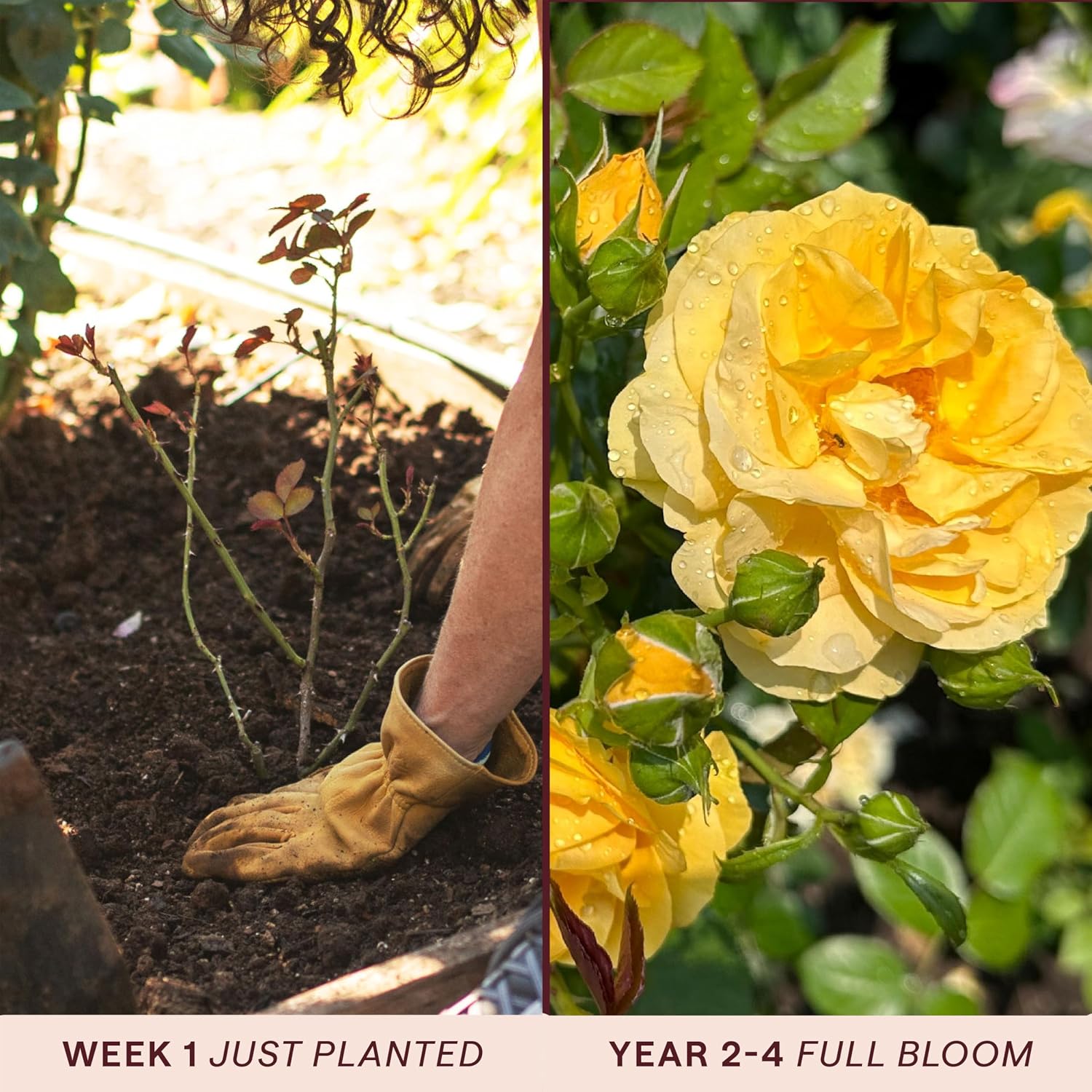 Heirloom Floribunda Roses, Live Own Root Plant, Julia Child™ | Moderately Fragrant, Hardiness Zones: 6-10, Continual Blooming,For Outdoor Gardens, Planters, and Pots