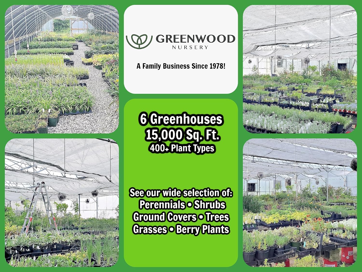 Live Ground-Cover Plants - Pachysandra Terminalis + Japanese Spurge - [Qty: 25 Bare Roots] - (Click for Other Available Plants/Quantities)