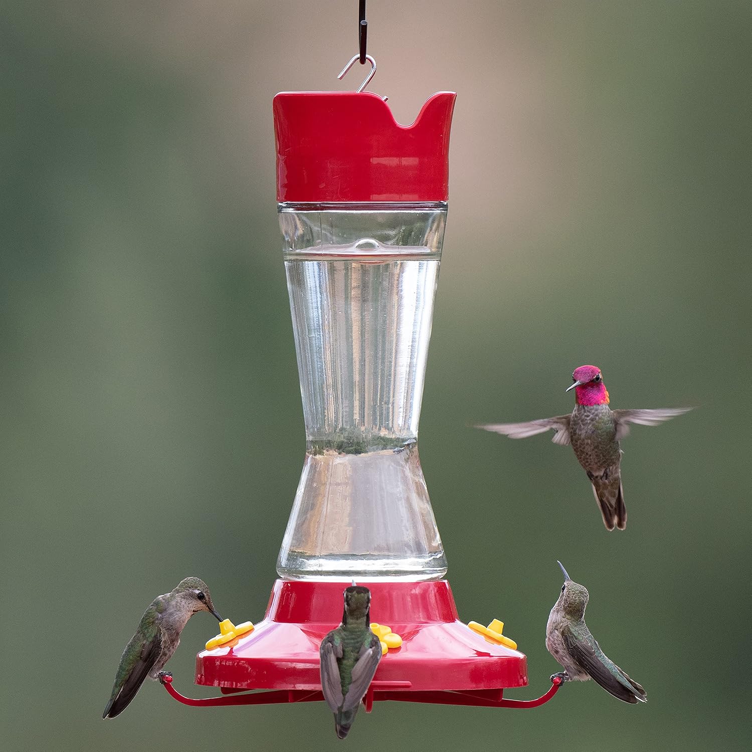 Perky-Pet 210PB Pinch-Waist Glass Hummingbird Feeder with Perches, Built-in Ant Moat and Bee Guards - Outdoor Garden Decor, Unique Gifts
