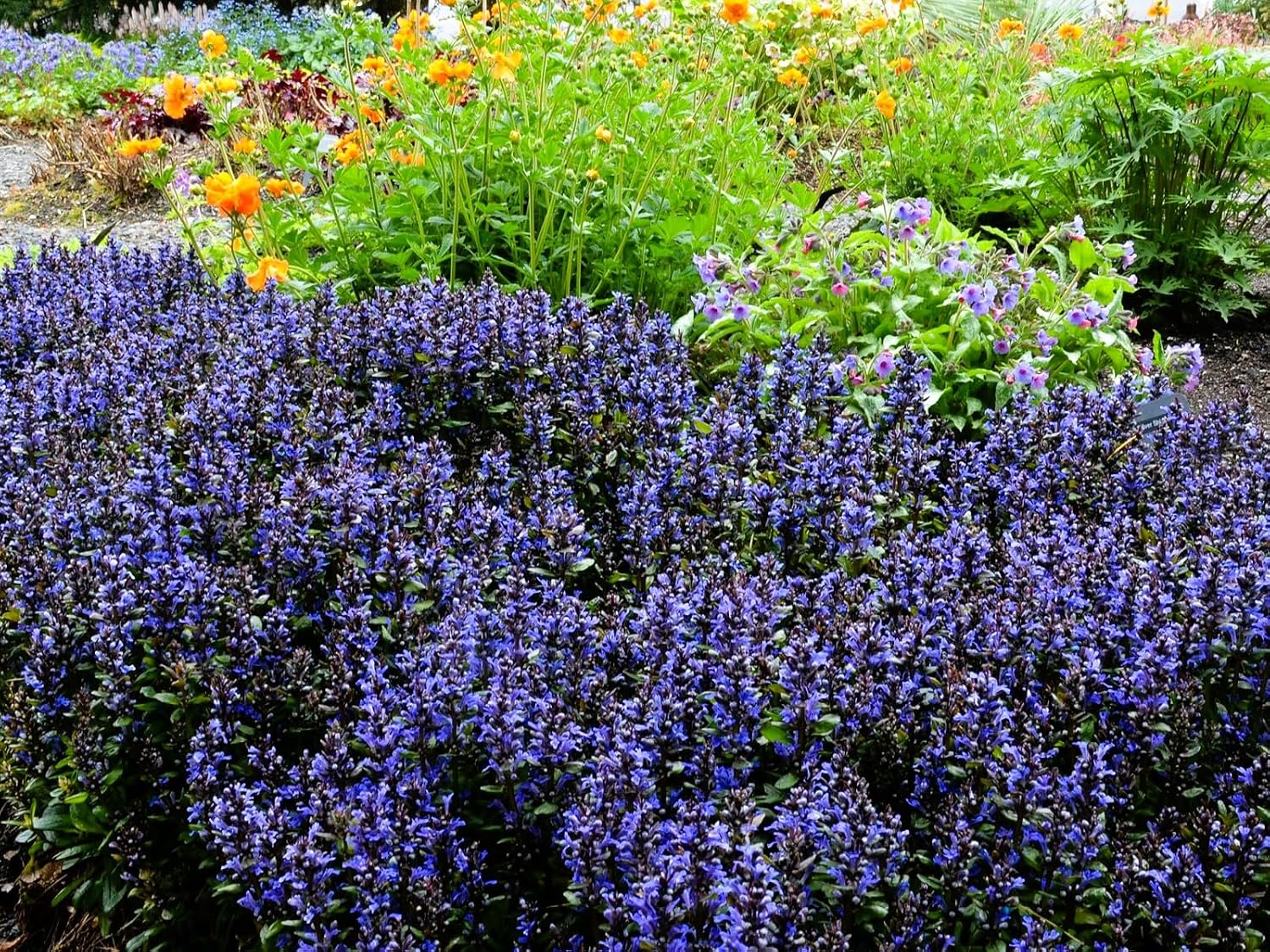 Live Ground-Cover Plants - Pachysandra Terminalis + Japanese Spurge - [Qty: 25 Bare Roots] - (Click for Other Available Plants/Quantities)