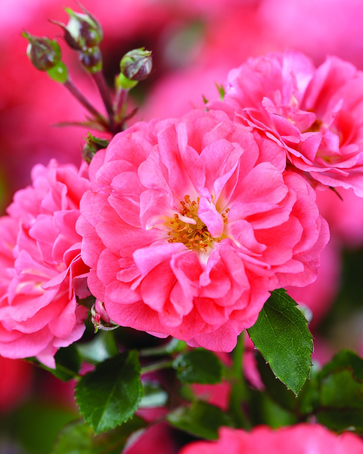Drift Roses - Rosa Peach Drift (Rose) Rose, double peach flowers, #2 - Size Container