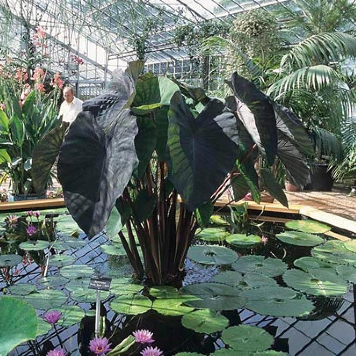 ‘Black Magic’ Taro, a Great Live Pond Plant for Your Water Garden. Filters The koi and Goldfish Pond. Good for Bogs