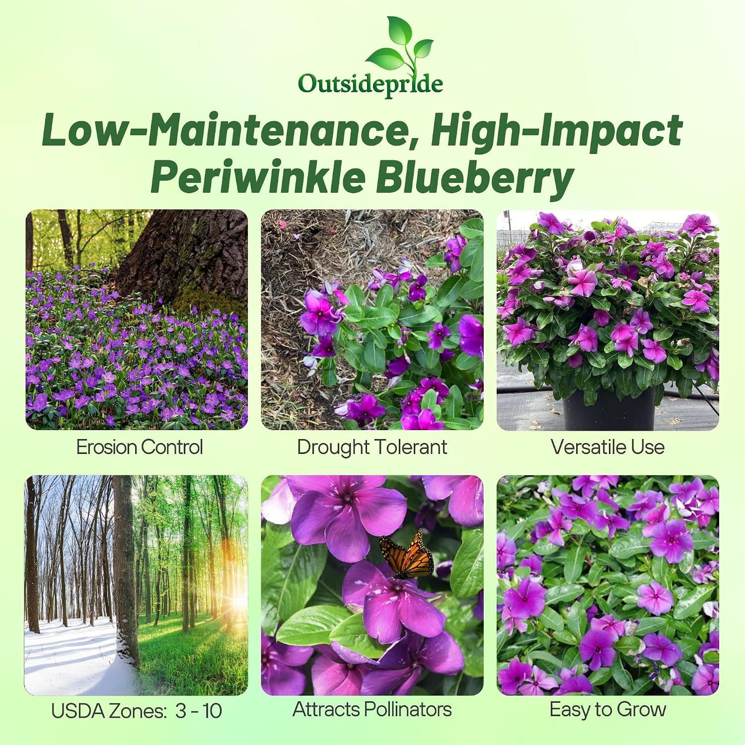 Outsidepride Blueberry Periwinkle Seeds for Planting – 50 Pcs Annual, Fast-Blooming