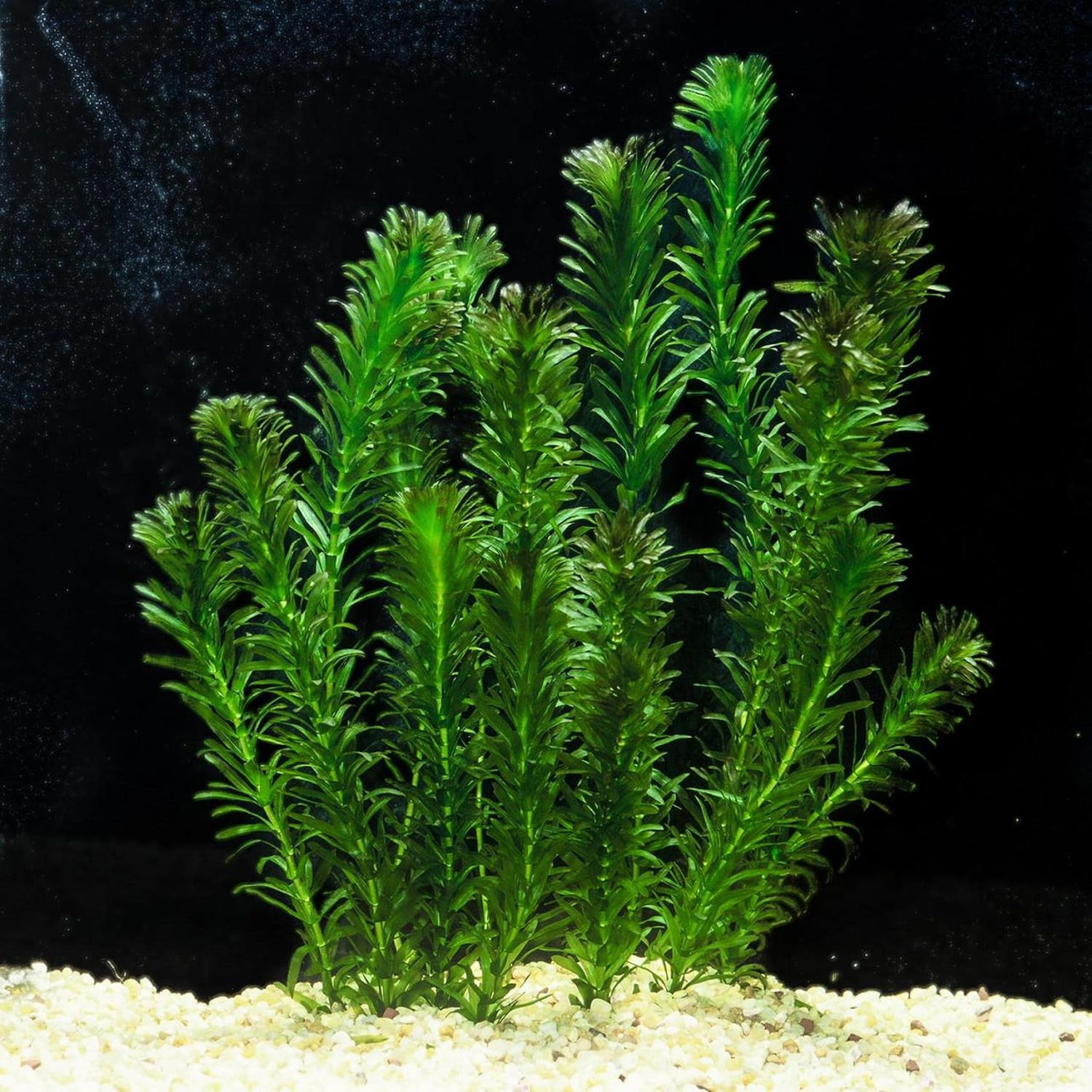 ‘Black Magic’ Taro, a Great Live Pond Plant for Your Water Garden. Filters The koi and Goldfish Pond. Good for Bogs