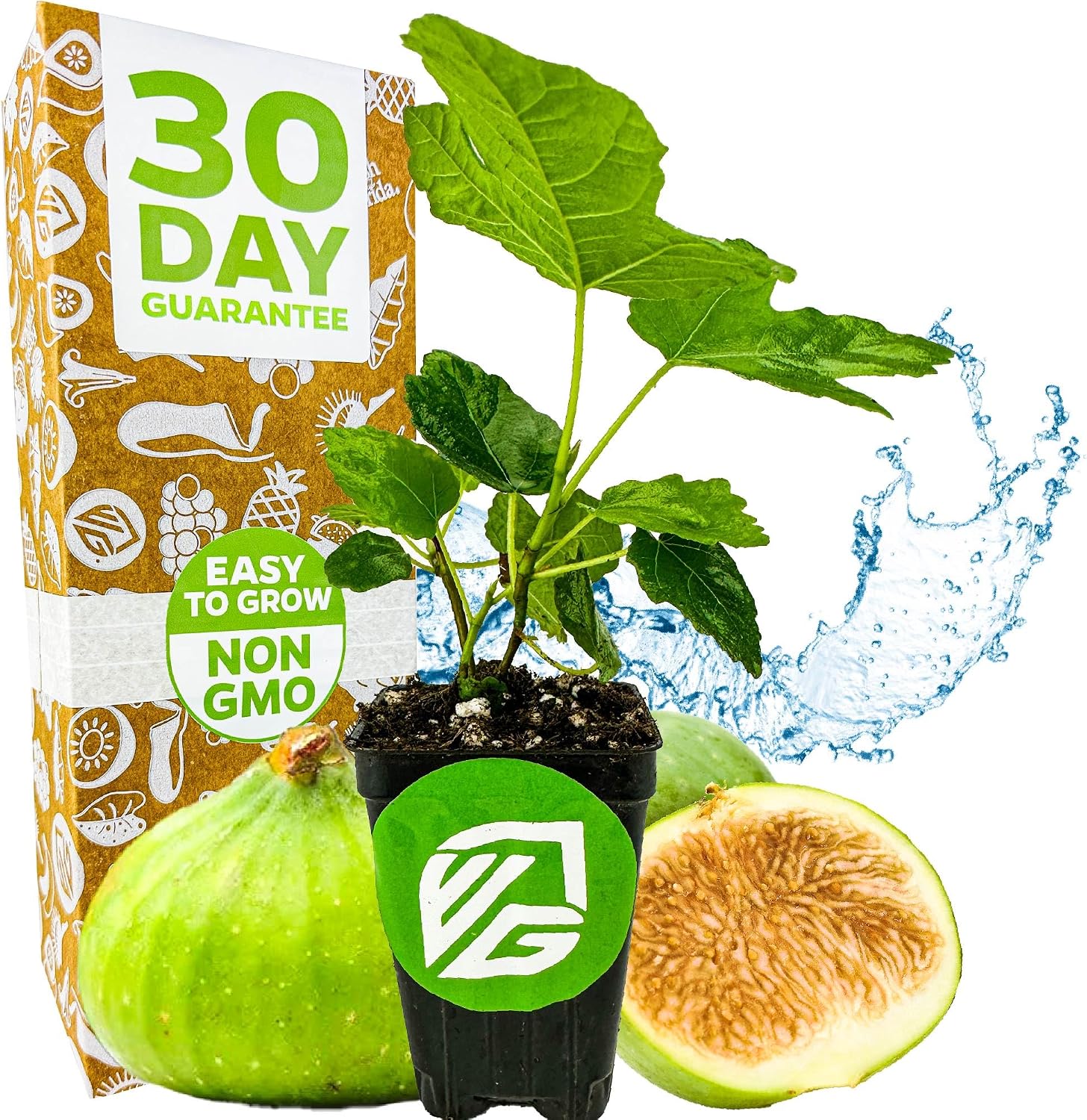 Beer's Black Fig Tree (Dwarf Habit) Live Plant - Ficus carica 'Beer's Black' - Wellspring Gardens - Cold-Hardy Fig, Dwarf Fig Tree, Compact Fig Plant - Fruit Bearing Starter Tree