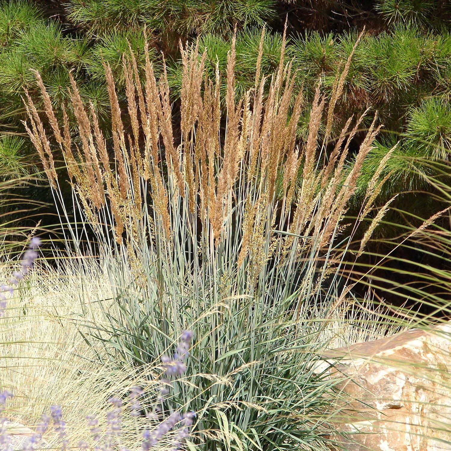 Outsidepride Indian Native Grass Seed - 1 lb. Perennial, Low Maintenance, Drought-Tolerant Prairie Grass Seed for Wildlife Habitat, Livestock Forage, Ornamental Landscaping & Erosion Control