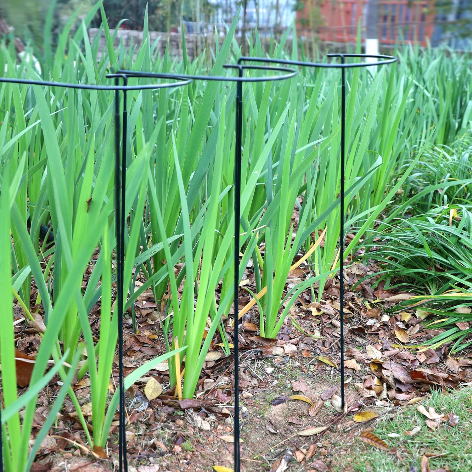 TCBWFY 10 Pack Garden Plant Support Stakes, 10" Widex16 High Heavy Duty Interlinked Half Round Peony Support Ring Cage for Indoor Outdoor Plants