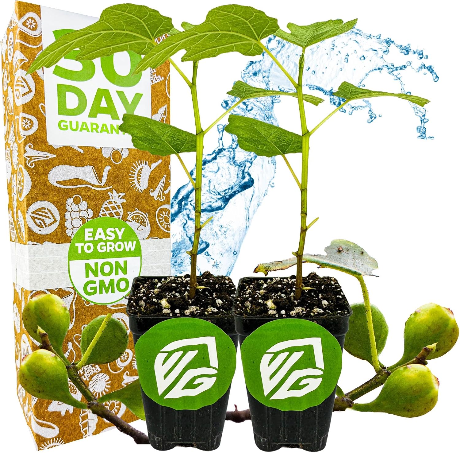 Olympian Fig Tree Live Plant - Ficus carica by Wellspring Gardens - Starter Plant Ideal for Gardens & Containers - Great for Indoor Houseplants, Outdoor Landscaping & Garden Planting