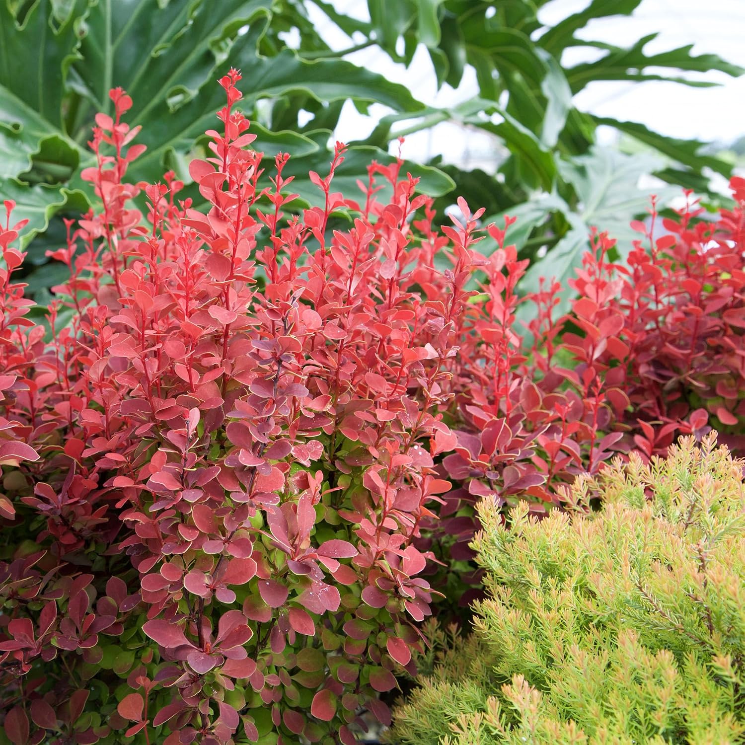 Southern Living 2 Gal. Orange Rocket Barberry Shrub