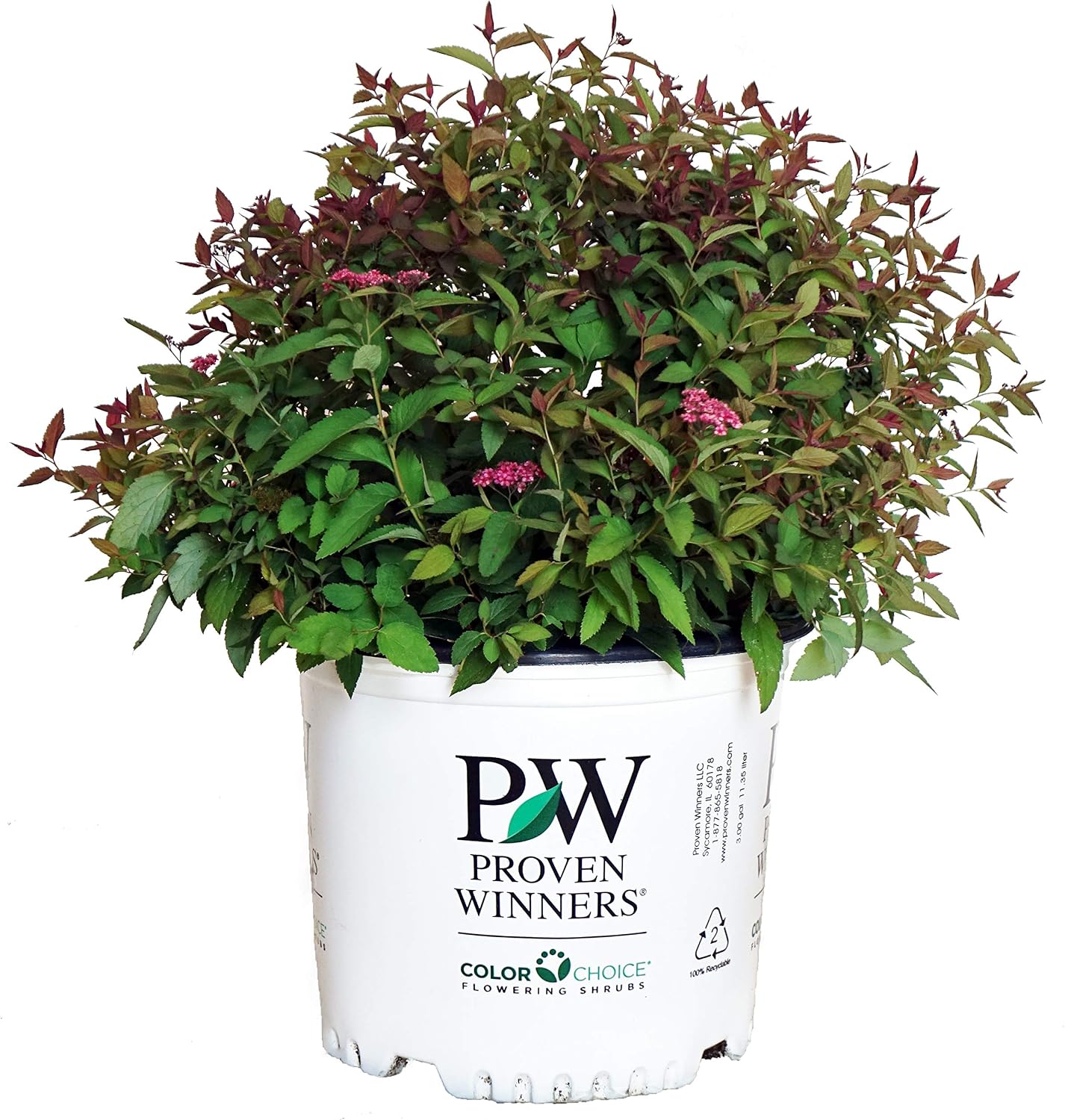 Proven Winners - Spiraea jap. Double Play Gold (Spirea) Shrub, , #3 - Size Container