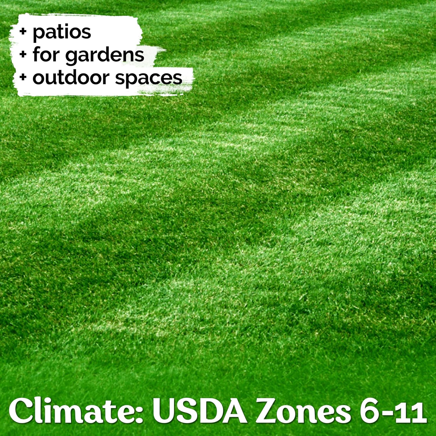 1/4 Lb Zenith Zoysia Grass Seed (Zoysia Japonica) – Zenith Zoysia Seeds for Lawn – Dense, Grass Seed Shade & Drought Tolerant