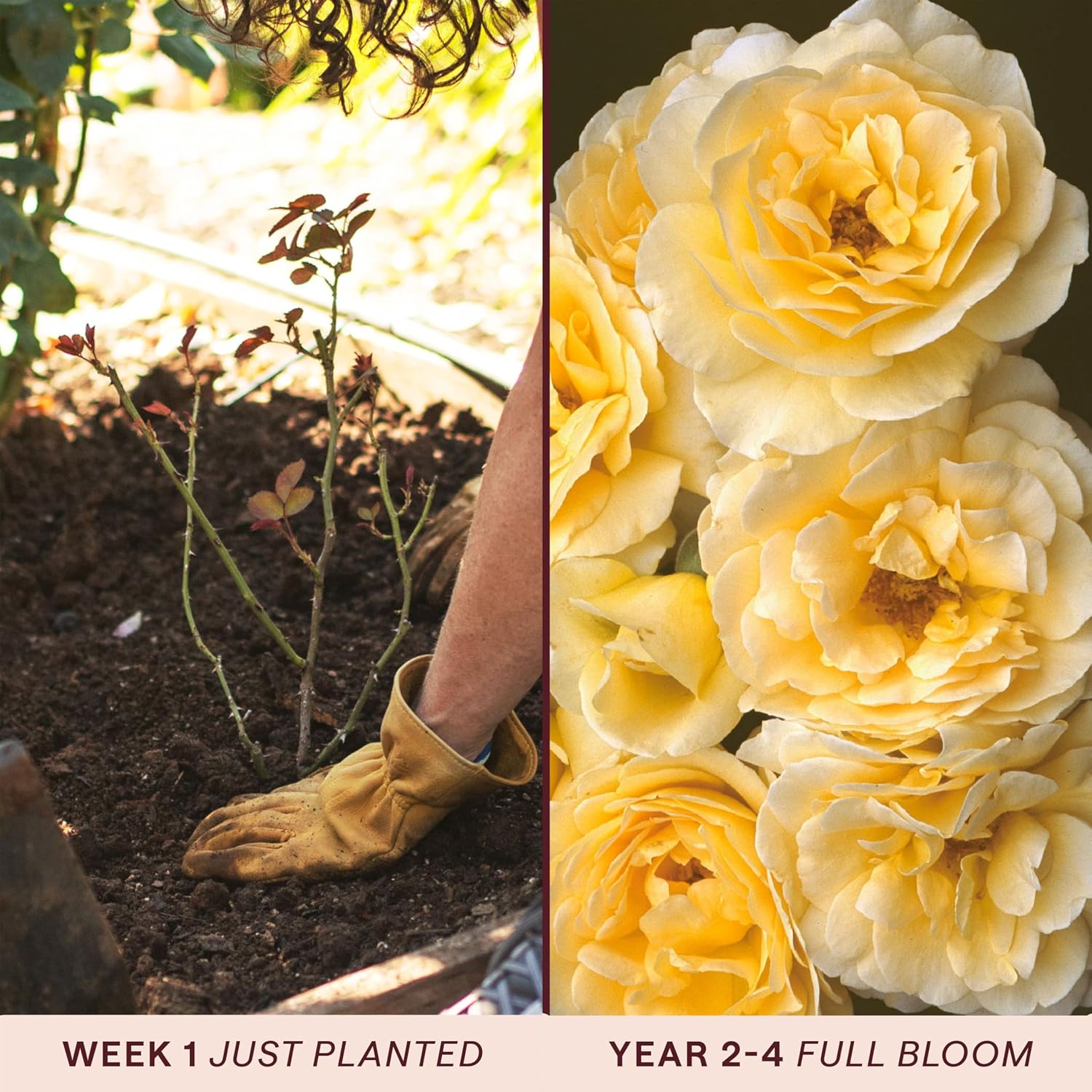 Heirloom Floribunda Roses, Live Own Root Plant, Julia Child™ | Moderately Fragrant, Hardiness Zones: 6-10, Continual Blooming,For Outdoor Gardens, Planters, and Pots
