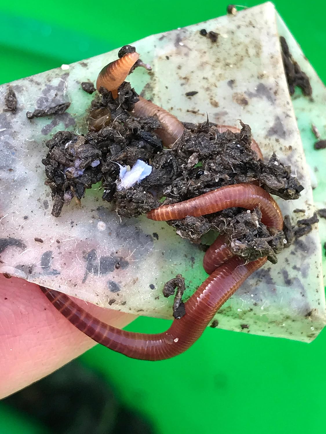 1000 Red Wigglers Composting Worms VERMI Indoor Compost Worm castings Live