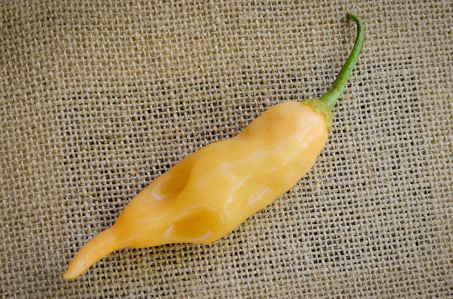 Sugar Rush Malawi Piquante Heirloom Pepper Premium Seeds for Planting Packet + More
