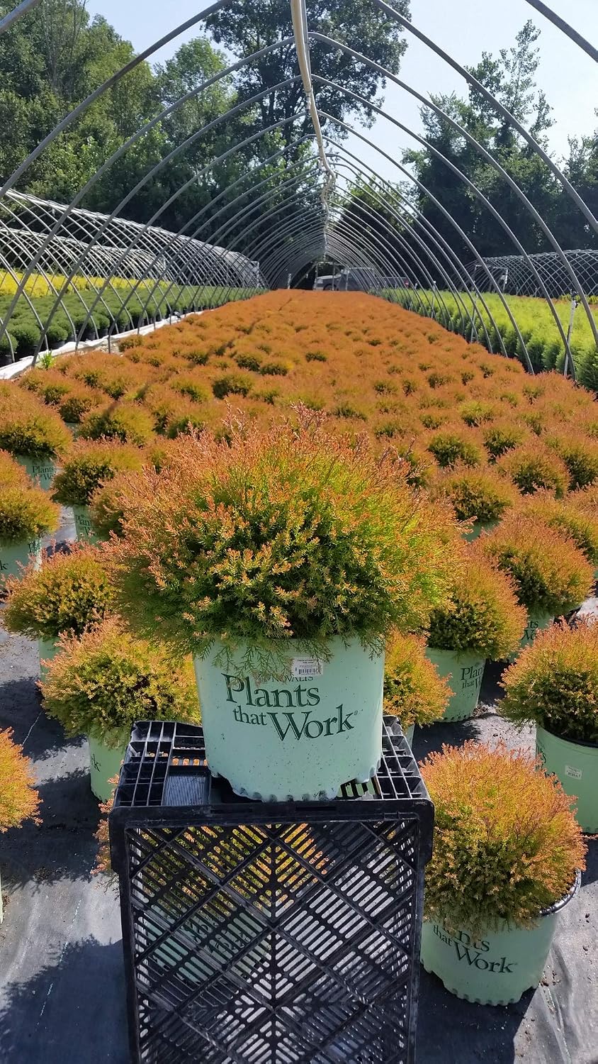 Live Plant Thuja-X Green Giant Evergreen Tree (Western Arborvitae), 3-Gallon Fully Potted Plant from Green Promise Farms