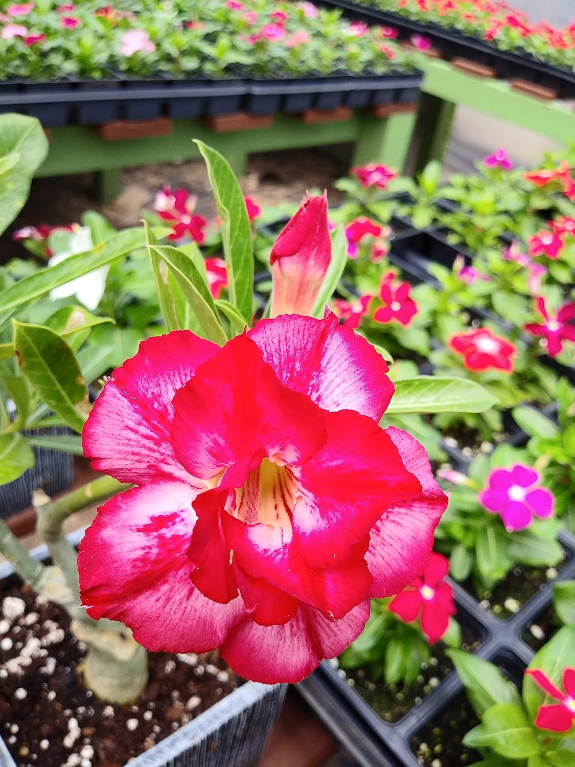 New!! U.S. Seller 50 Fresh Desert Rose Seeds Mixed Colors Adenium Desert Rose 50 Pack Single and Multi Colored Flowers Fresh Seeds