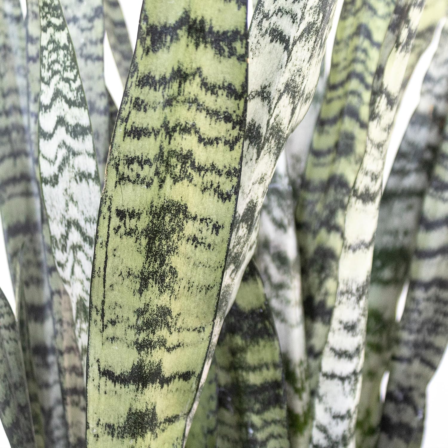Live Snake Plant by United Nursery Sansevieria Zeylanica 20-25 inches Tall in 10 inch Plant Pot, Easy Care Indoor House Plant for Office or Home Decor
