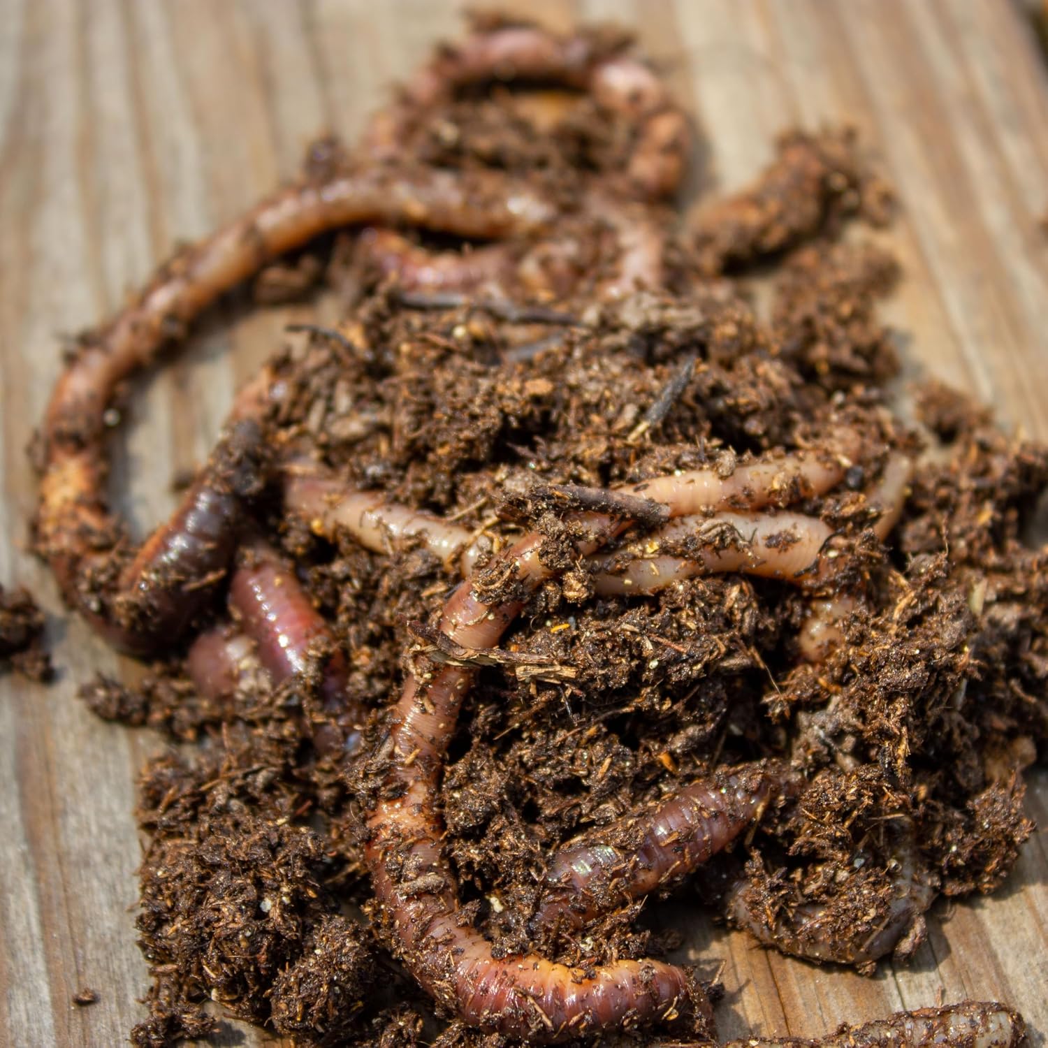 MAGIC Bait Worm Food – 24 oz Can | Nutrient-Rich Worm Feed for Healthy Nightcrawlers & Red Wigglers | Improves Bait Vitality for Fishing &