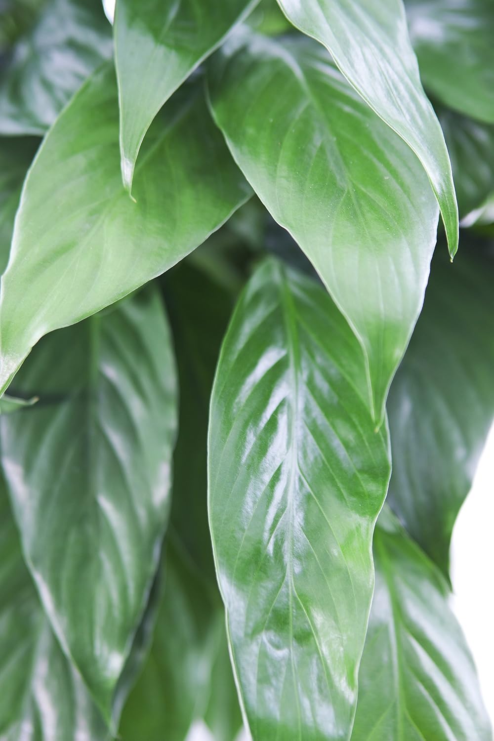 KaBloom-Peace Lily Plant (USABQ) for Valentine, Mother's Day