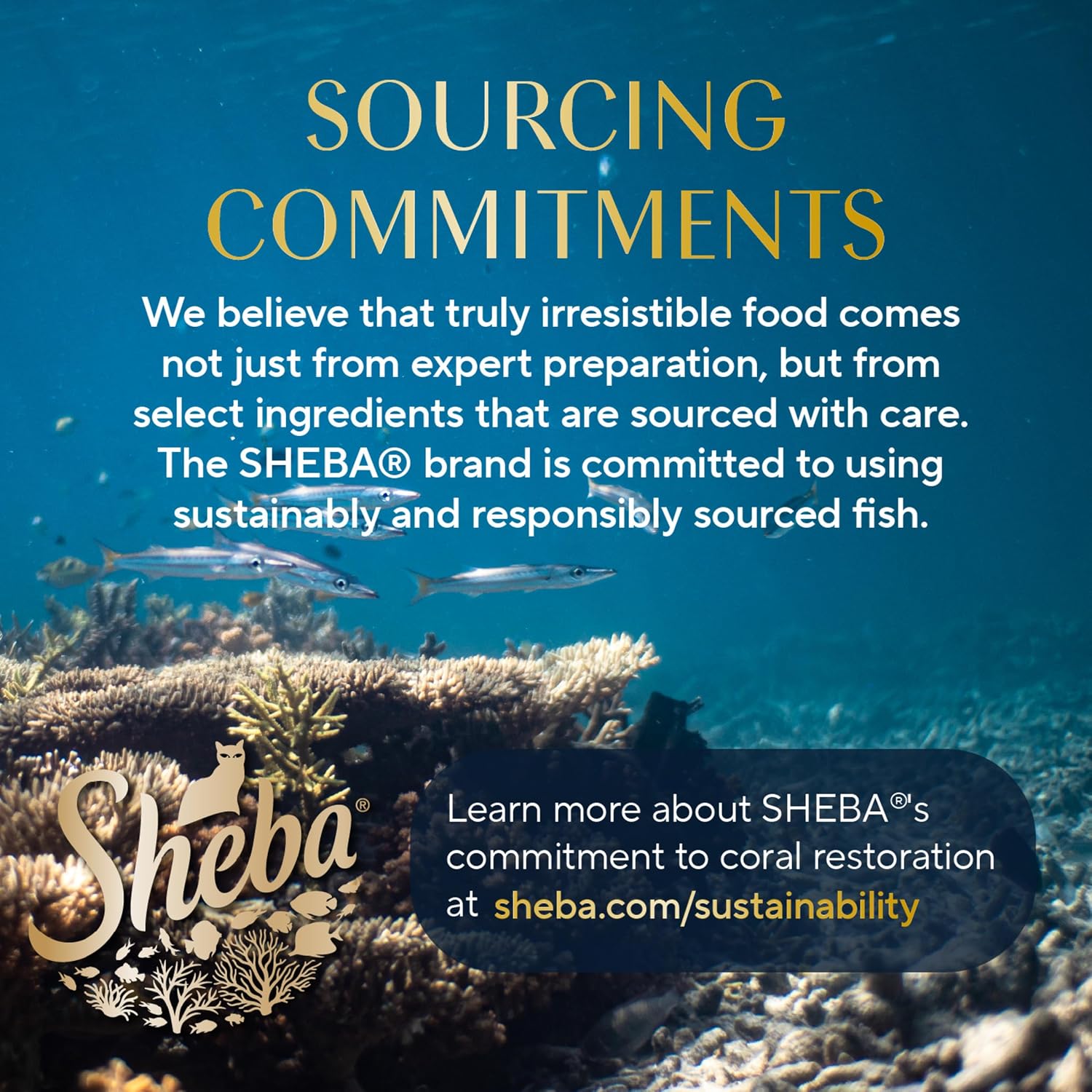 Sheba Perfect Portions Pate Wet Cat Food, Seafood Pack, 2.6 oz, 12 ct, 2pk | Grain-free, made in USA, Salmon & Whitefish-Tuna, 48 servings total, sustainable seafood, twin-pack trays