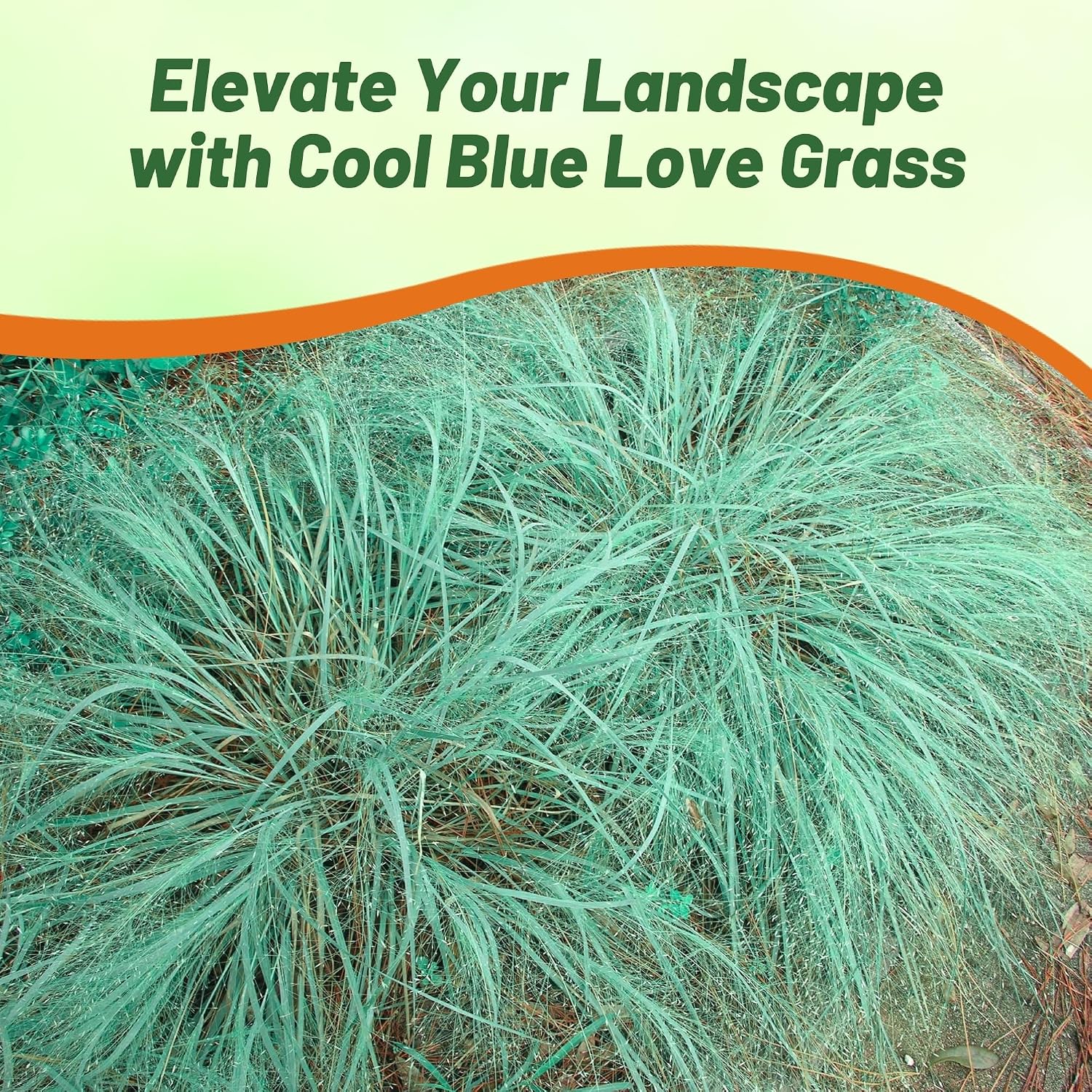 Outsidepride 500 Seeds Perennial Eragrostis Spectabilis Ornamental Love Grass Seed for Planting