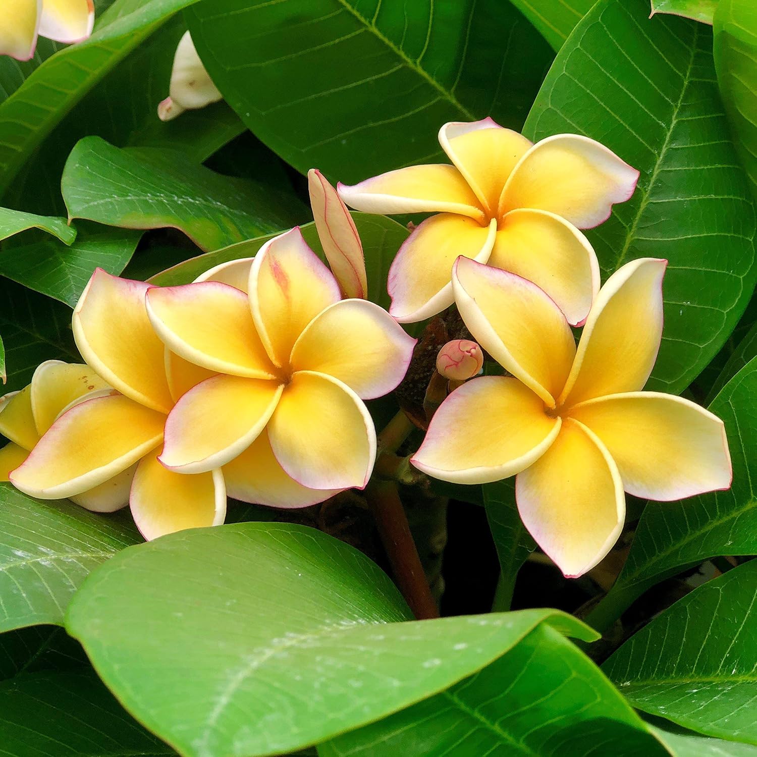 4 Hawaiian Plumeria Plant Cutting Craft Kit -Project for DIY Gardening | 4 Pack Mixed Color Educational Activities and Creative Hobby Learning
