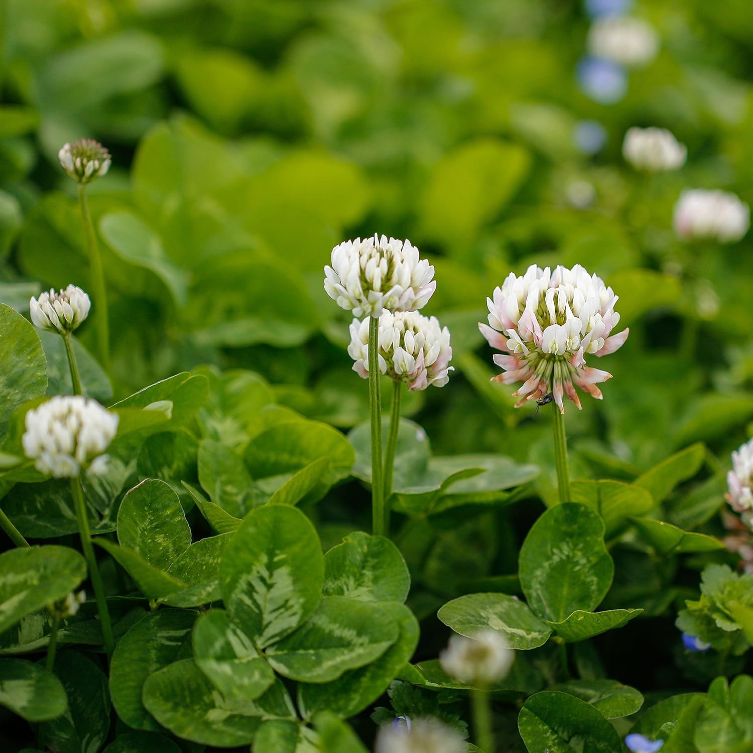 Outsidepride Perennial White Dutch Clover Seed - 5 lbs. Nitrocoated, Inoculated for Lawn Alternative, Erosion Control, Food Plots, Ground Cover, & Pasture Mixtures in USDA Zones 3-10